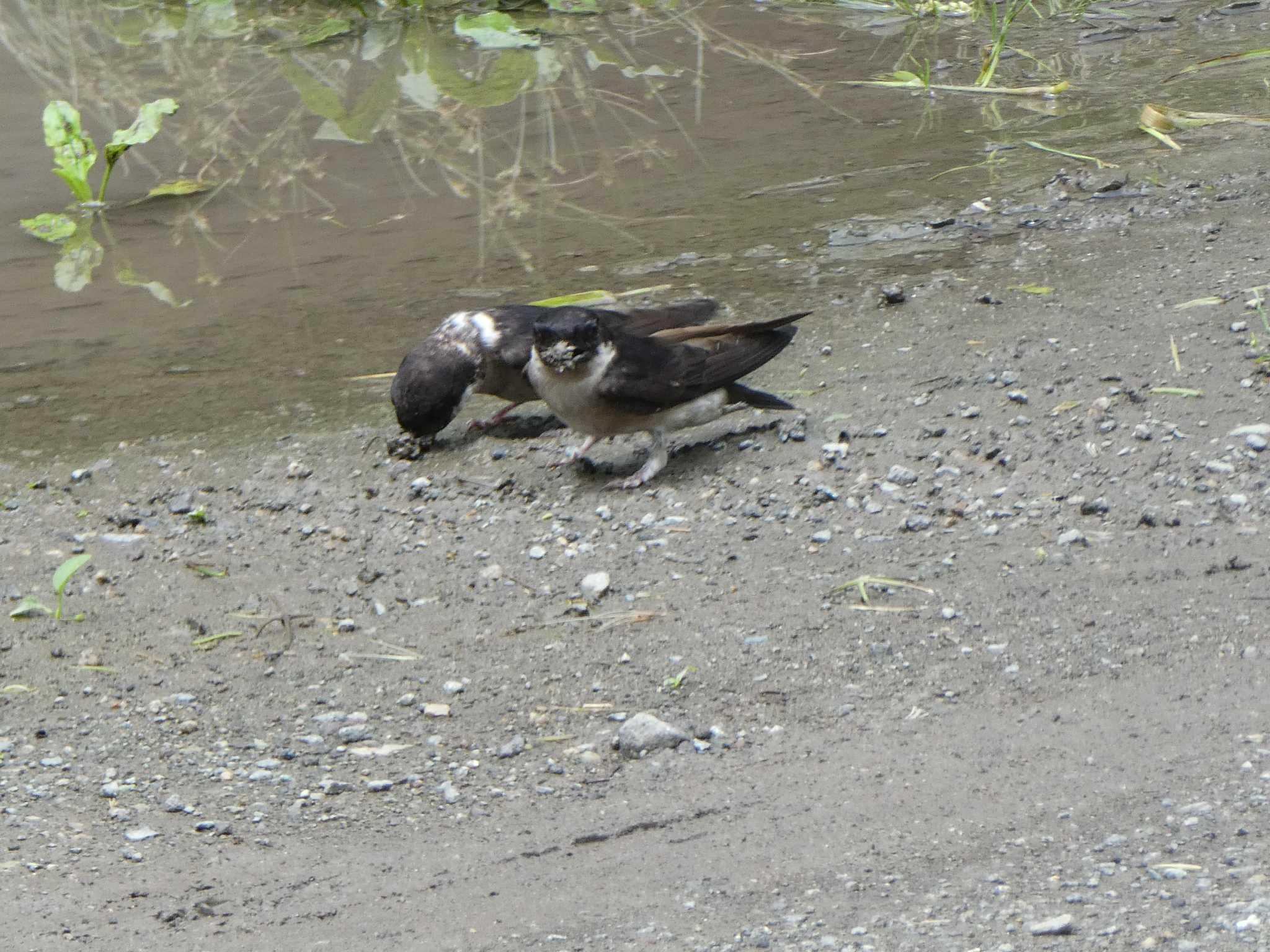 Asian House Martin