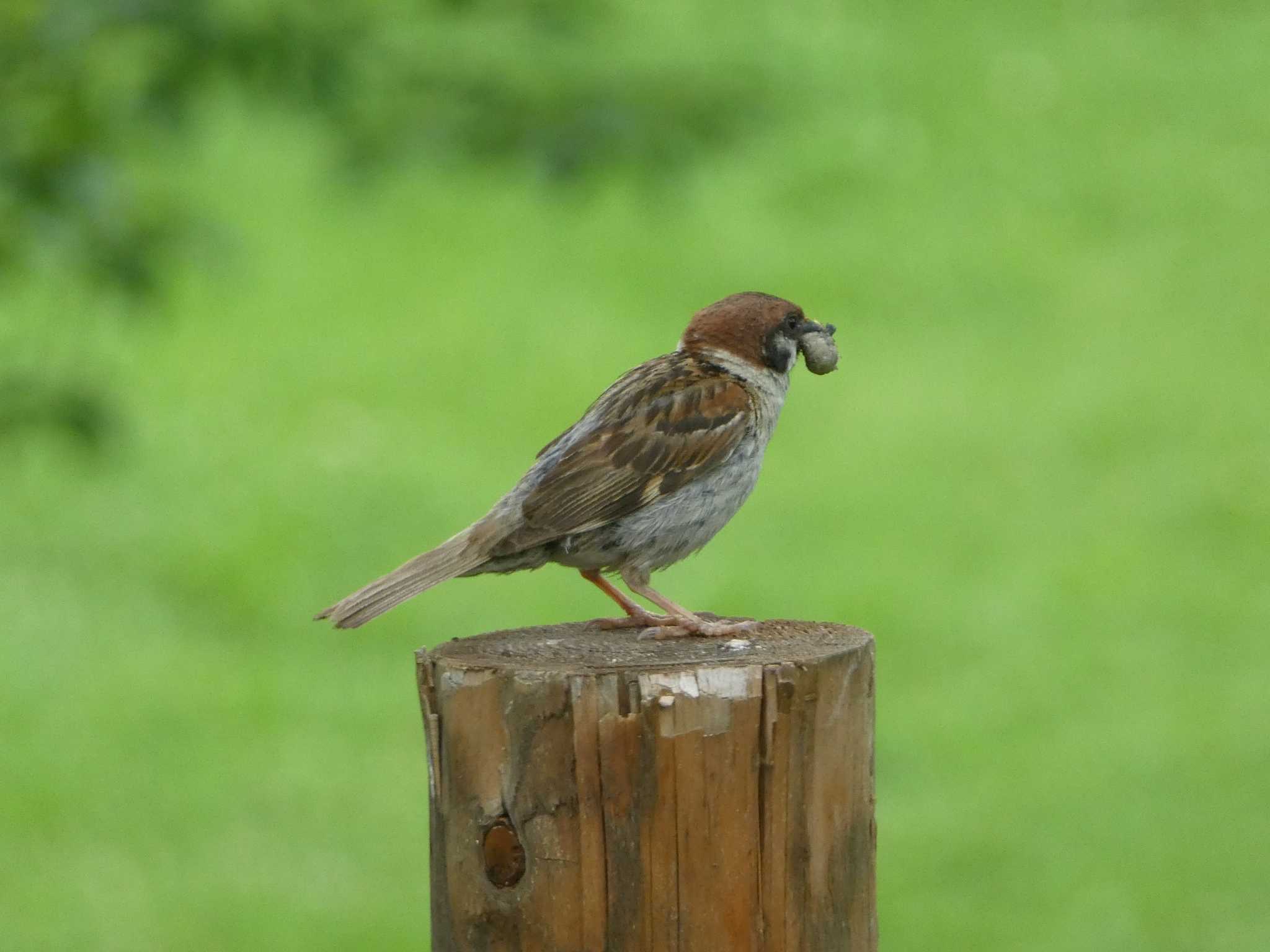 Photo of Eurasian Tree Sparrow at 上田城跡公園 by Kozakuraband