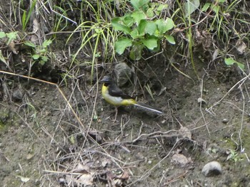 2019年7月15日(月) 上田城跡公園の野鳥観察記録