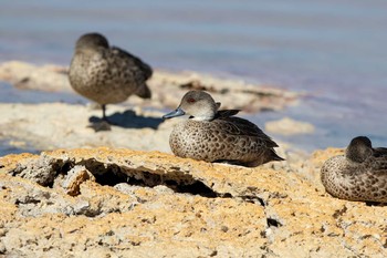 ハイイロコガモ Rottnest Island 2019年4月27日(土)