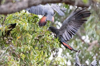 アカオクロオウム Victoria Dam 2019年4月29日(月)