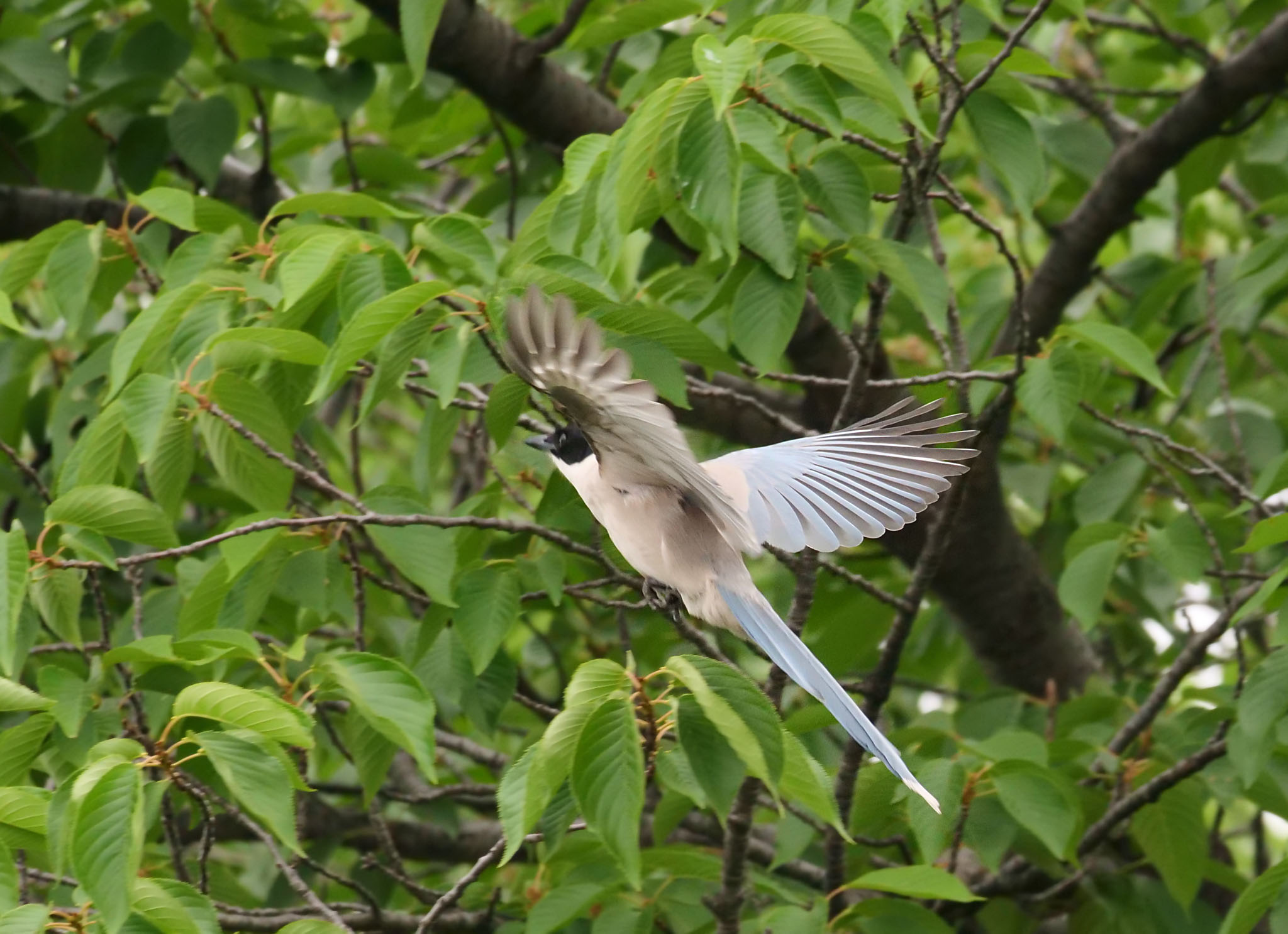 Photo of Azure-winged Magpie at 黒目川 by Rothlega