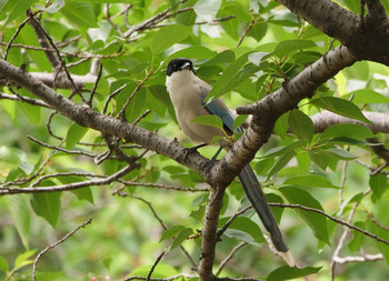 Azure-winged Magpie 黒目川 Sun, 6/2/2019