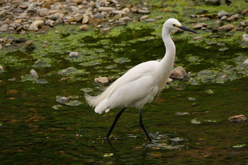 Little Egret 黒目川 Sun, 6/2/2019