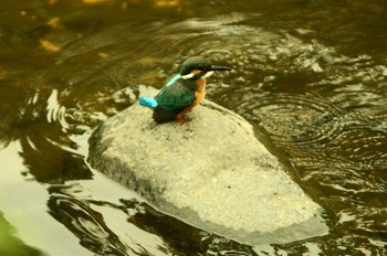 カワセミ 野川 2019年7月8日(月)