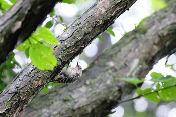 Japanese Pygmy Woodpecker 多摩森林科学園 Mon, 7/15/2019