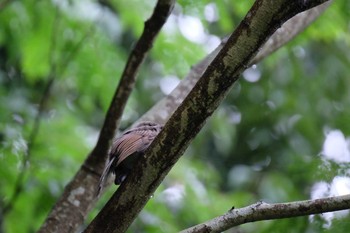 Brown-eared Bulbul 多摩森林科学園 Mon, 7/15/2019