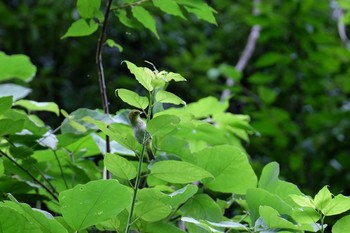 Warbling White-eye 多摩森林科学園 Mon, 7/15/2019