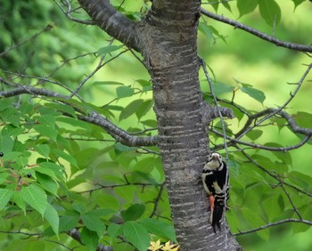 Great Spotted Woodpecker 大沼公園(北海道七飯町) Sun, 6/23/2019