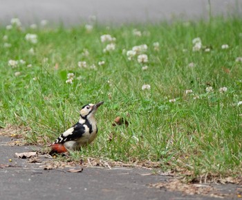 Great Spotted Woodpecker 大沼公園(北海道七飯町) Sun, 6/23/2019