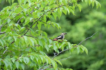 Great Spotted Woodpecker 大沼公園(北海道七飯町) Sun, 6/23/2019