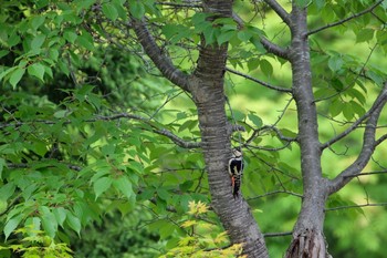 Great Spotted Woodpecker 大沼公園(北海道七飯町) Sun, 6/23/2019