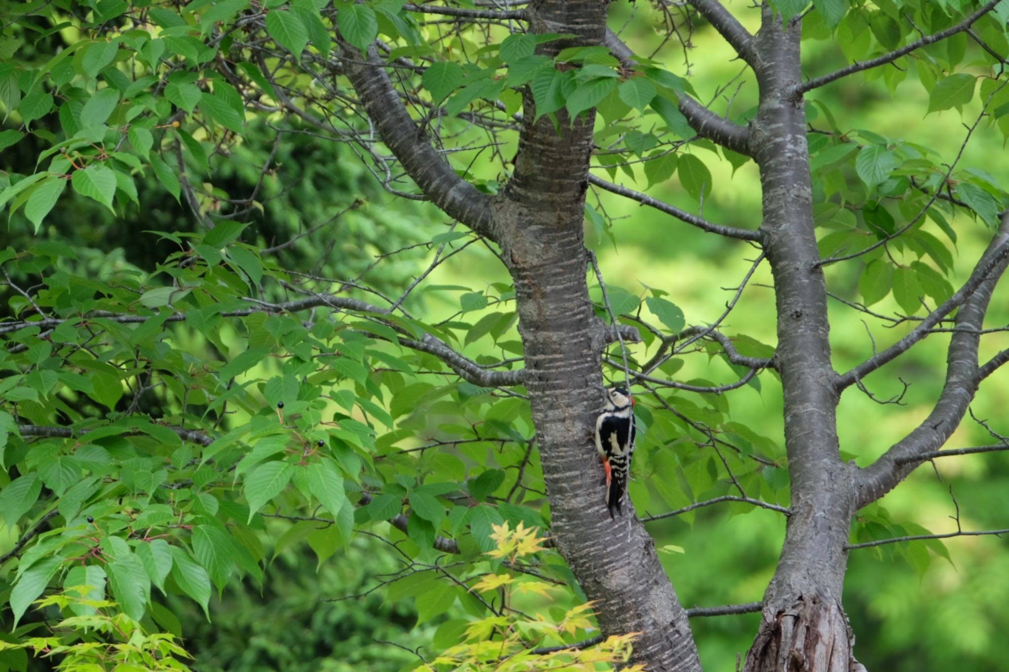 Photo of Great Spotted Woodpecker at 大沼公園(北海道七飯町) by toru