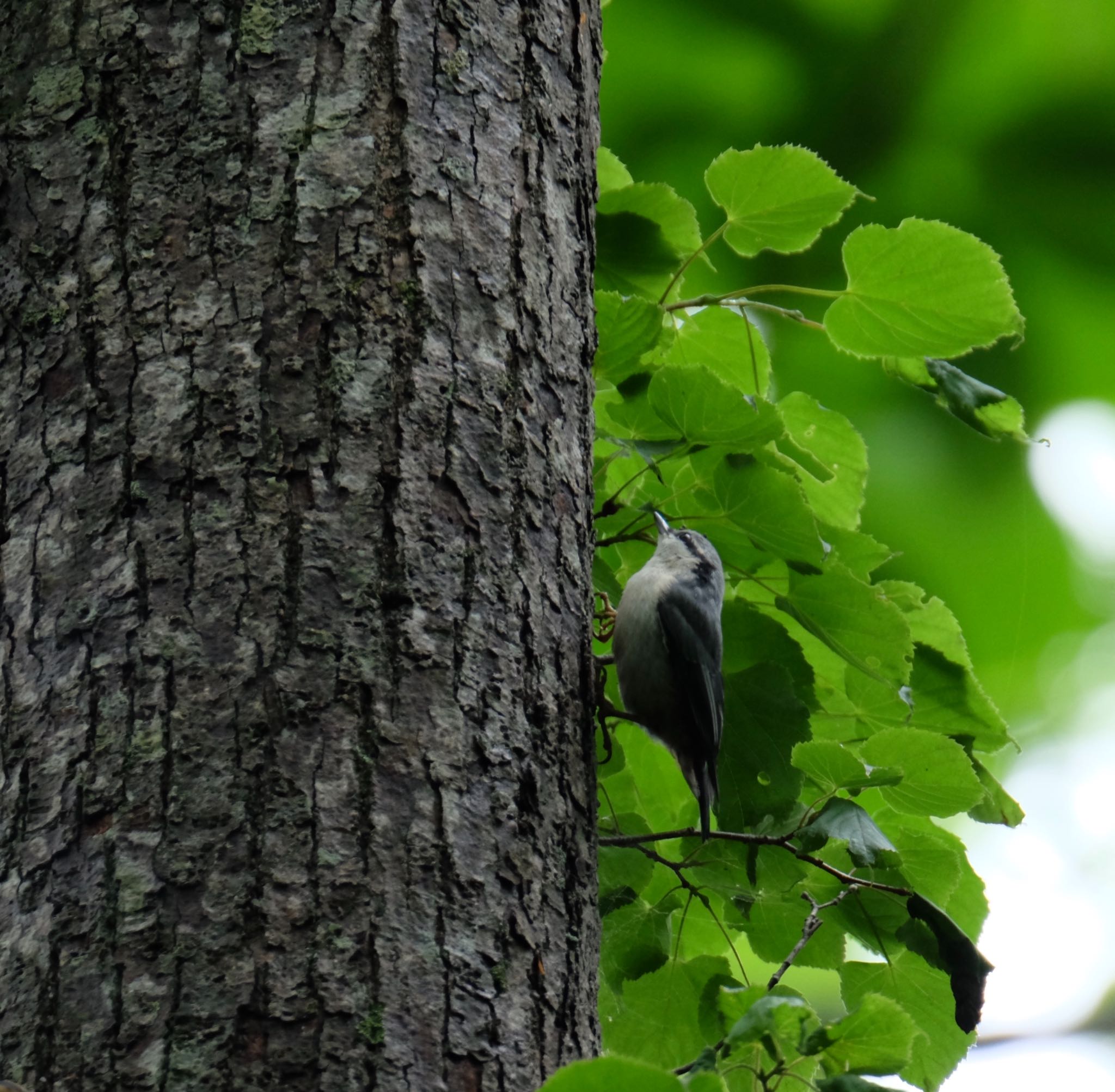 Eurasian Nuthatch