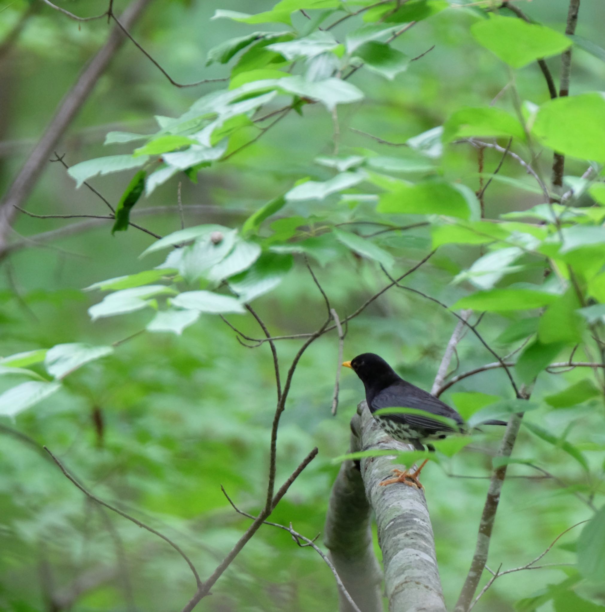 Photo of Japanese Thrush at 大沼公園(北海道七飯町) by toru