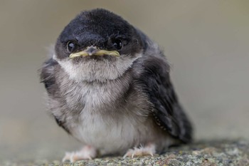 Asian House Martin 多摩川 Sat, 7/13/2019