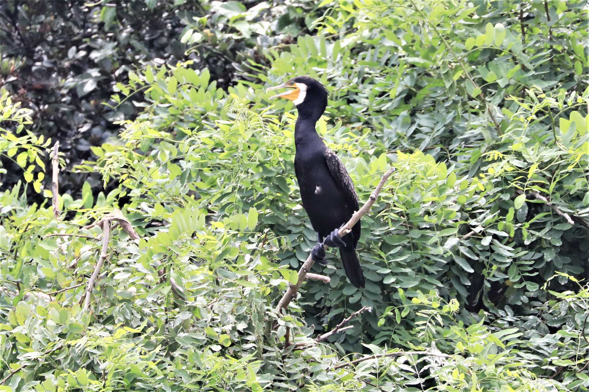 東京港野鳥公園 カワウの写真 by Susumu Harada