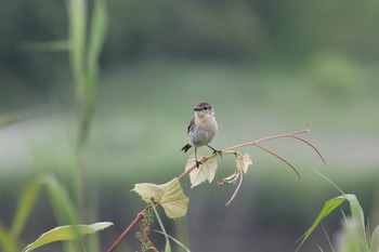 Amur Stonechat 春採公園 Mon, 7/15/2019