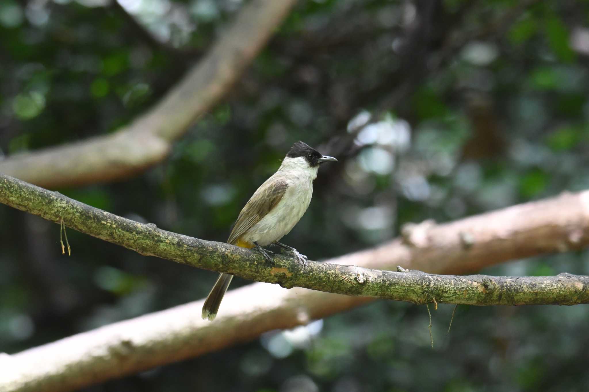 Photo of Sooty-headed Bulbul at Kaeng Krachan National Park by あひる