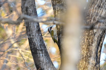 Japanese Green Woodpecker 御胎内清宏園 Fri, 1/11/2019