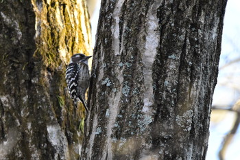 Japanese Pygmy Woodpecker 御胎内清宏園 Fri, 1/11/2019