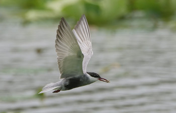 クロハラアジサシ 伊佐沼 2019年6月11日(火)