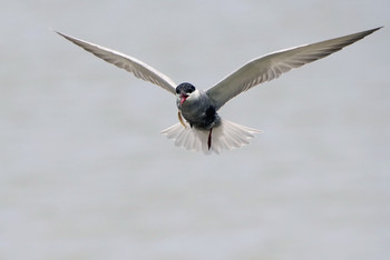 Whiskered Tern Isanuma Tue, 6/11/2019