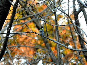 シジュウカラ 秋ヶ瀬公園 2017年12月14日(木)