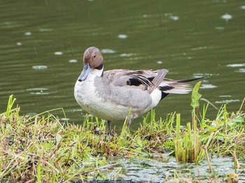 2019年7月13日(土) 石神井公園の野鳥観察記録