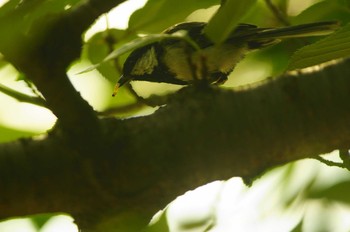 シジュウカラ 野川 2019年7月8日(月)