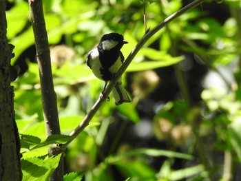 シジュウカラ 屯田防風林 2019年7月17日(水)