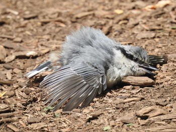 シロハラゴジュウカラ 屯田防風林 2019年7月17日(水)