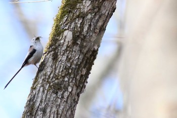 Long-tailed tit(japonicus) Tomakomai Experimental Forest Sun, 4/28/2019