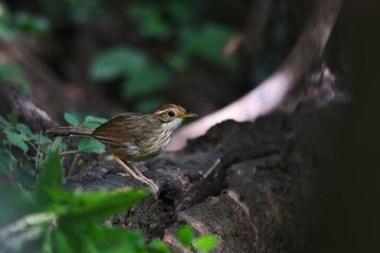 Puff-throated Babbler Kaeng Krachan National Park Fri, 5/31/2019