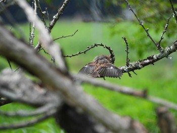 2019年7月14日(日) 常陸太田市里見地区の野鳥観察記録