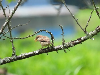 Bull-headed Shrike 常陸太田市里見地区 Sun, 7/14/2019