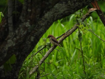 Bull-headed Shrike 常陸太田市里見地区 Sun, 7/14/2019