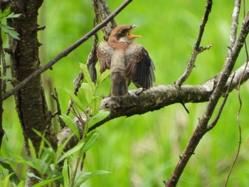 Bull-headed Shrike 常陸太田市里見地区 Sun, 7/14/2019