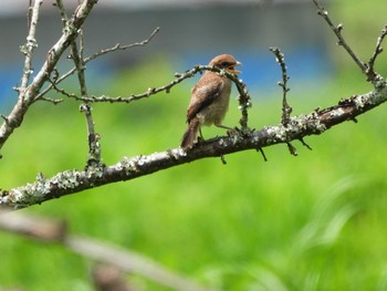 Bull-headed Shrike 常陸太田市里見地区 Sun, 7/14/2019