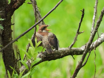 Bull-headed Shrike 常陸太田市里見地区 Sun, 7/14/2019