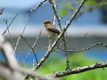 Bull-headed Shrike 常陸太田市里見地区 Sun, 7/14/2019