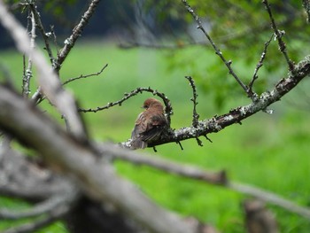 Bull-headed Shrike 常陸太田市里見地区 Sun, 7/14/2019