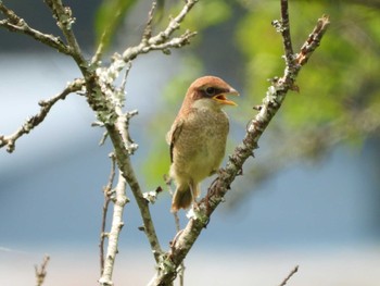 Bull-headed Shrike 常陸太田市里見地区 Sun, 7/14/2019