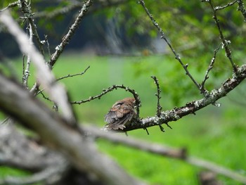 Bull-headed Shrike 常陸太田市里見地区 Sun, 7/14/2019