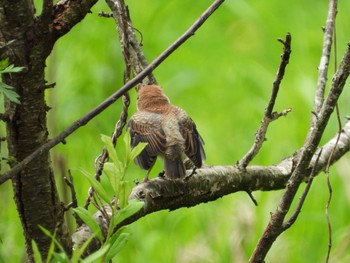 Bull-headed Shrike 常陸太田市里見地区 Sun, 7/14/2019