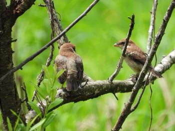 Bull-headed Shrike 常陸太田市里見地区 Sun, 7/14/2019