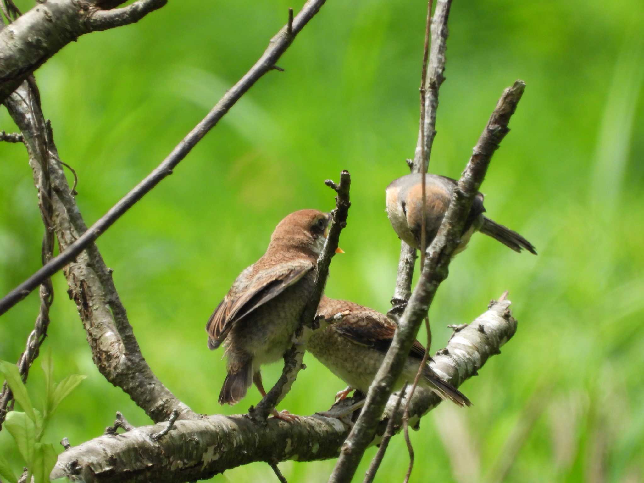 Bull-headed Shrike