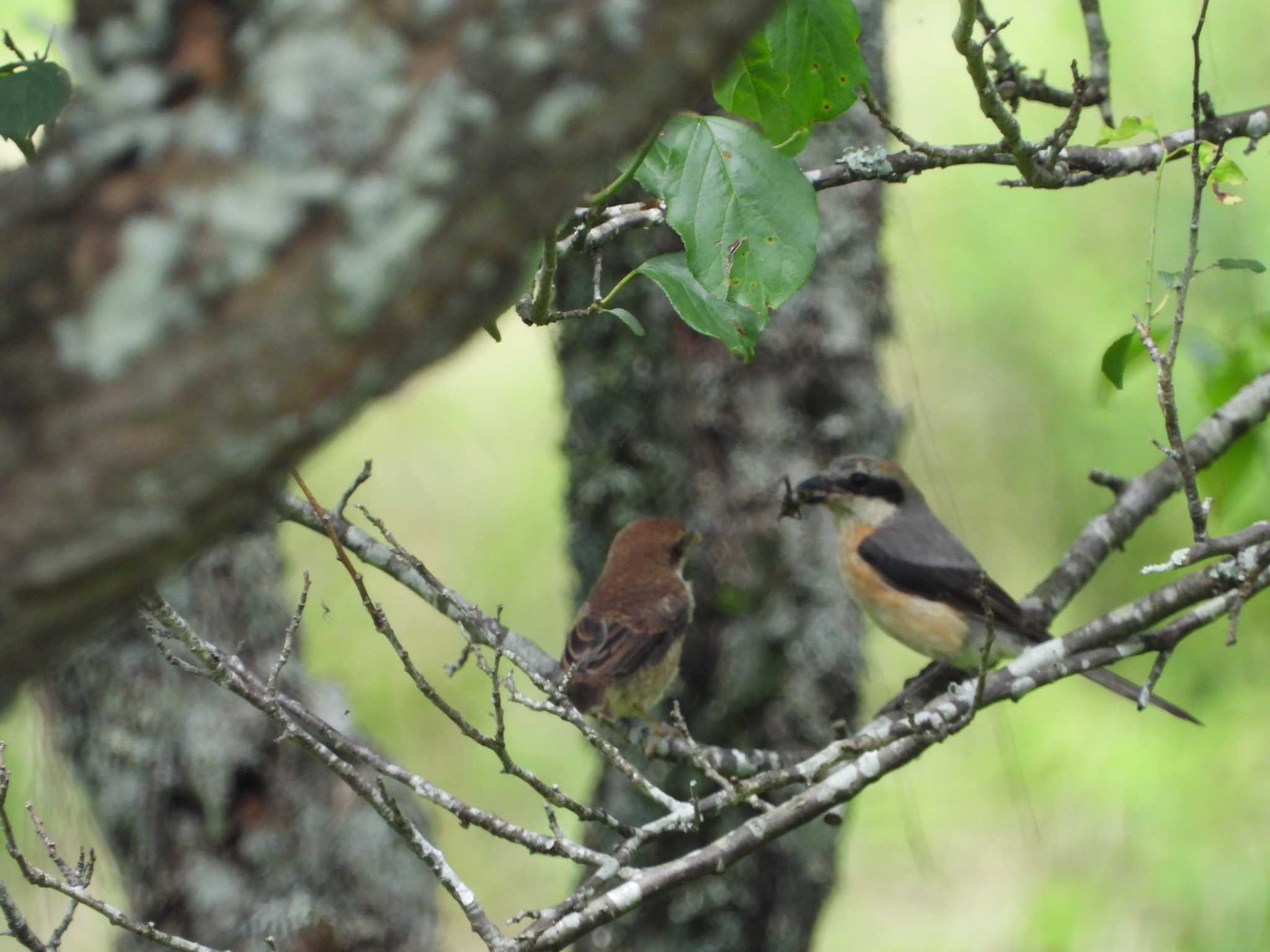 Bull-headed Shrike