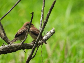 Bull-headed Shrike 常陸太田市里見地区 Sun, 7/14/2019