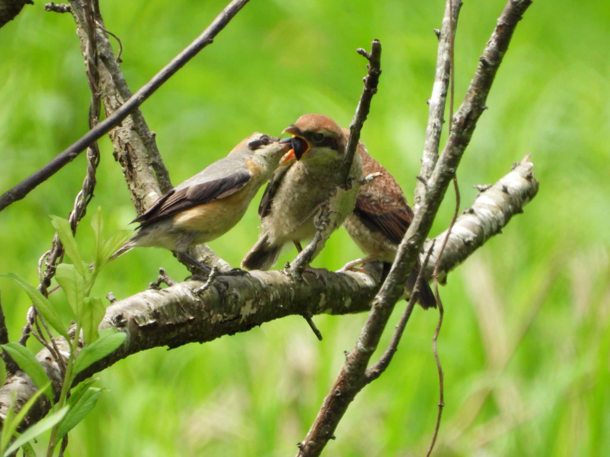 Bull-headed Shrike